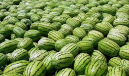 河美吃瓜爆料是真的吗,真相还是谣言？